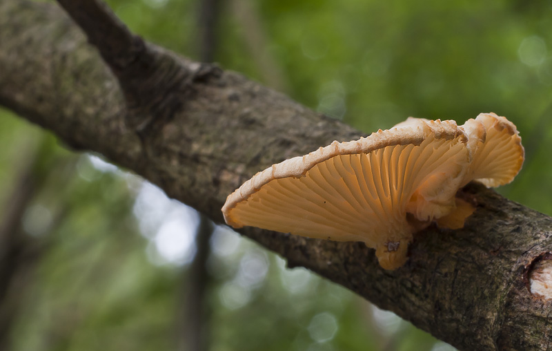 Lentinus suavissimus